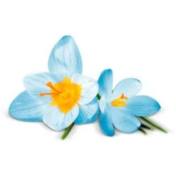 Airwick Premium Duftspray Pure Frühlingsfrische -Franz-Mensch Shop df43010d1c3bee569cdb89ad8e21646438b6fe07 raumduft airwick pure 250 ml